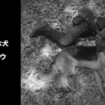 NHKドラマ「オリバーな犬（Gosh!!）このヤロウ」ロケ協力